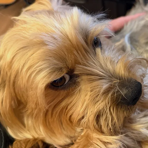 Hamish, the studio mascot, resting his head down and giving the camera a sideways look