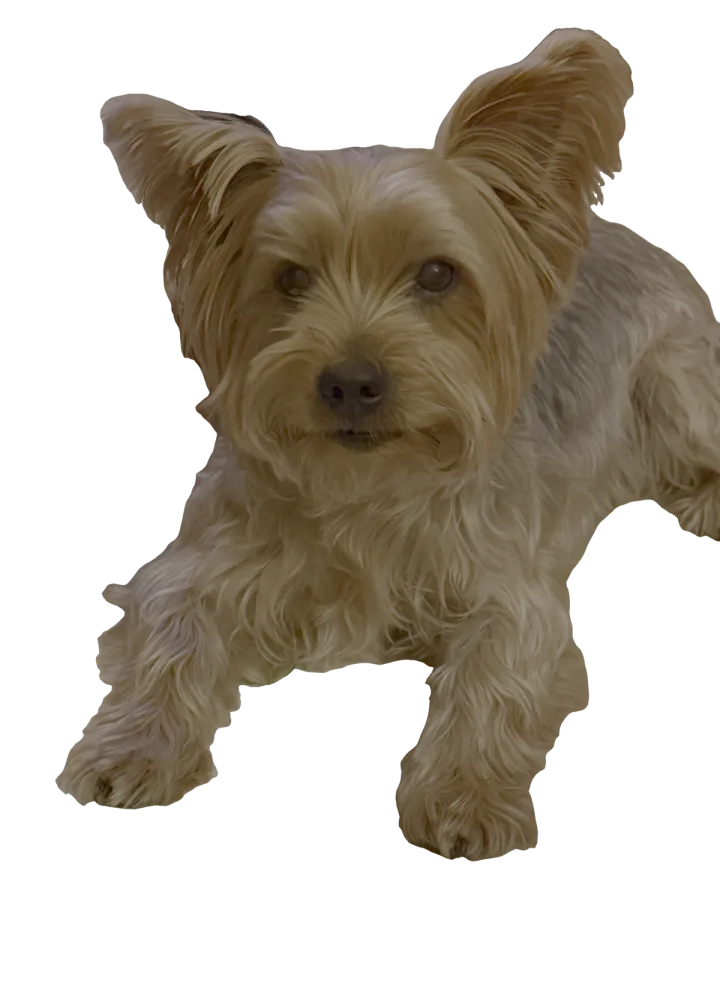 Hamish, a Yorkshire Terrier, lying with his ears up, looking straight at the camera